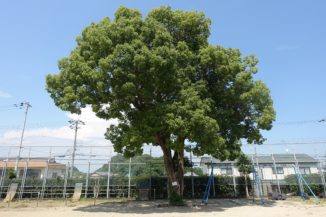 古代遺跡の宝庫・四郷町